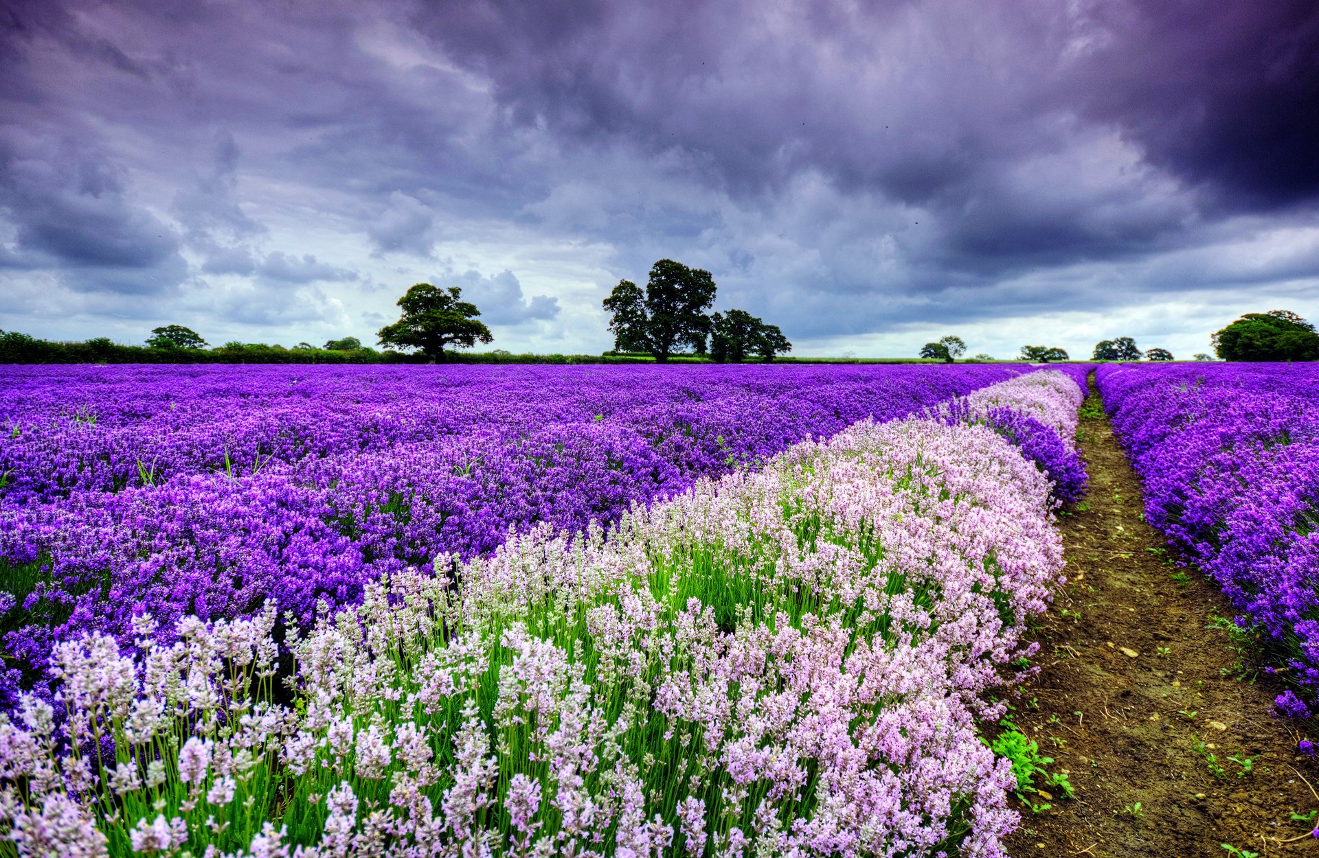 cielo nuvole alberi lavanda campo