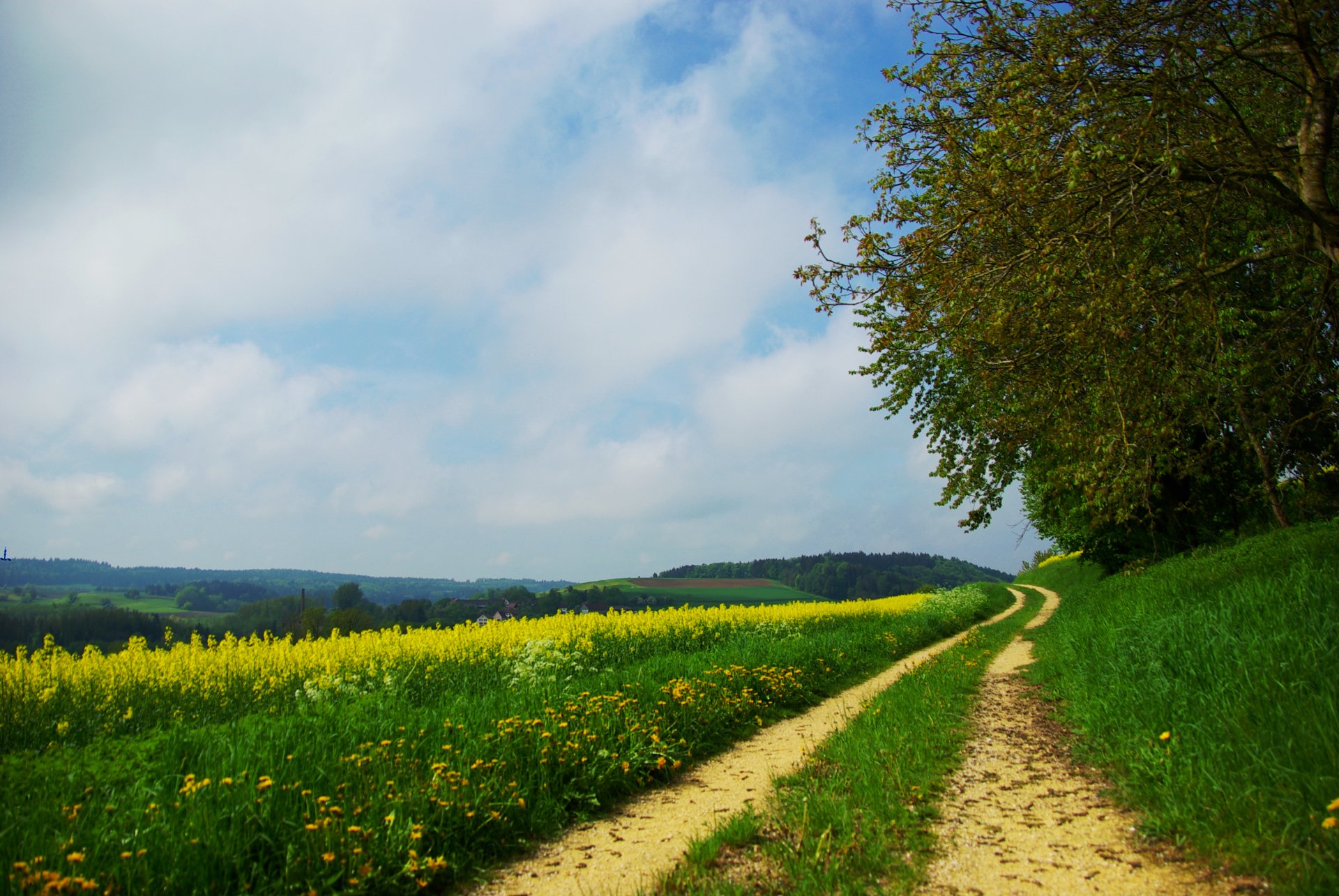 camino bosque árboles campo hierba flores verano