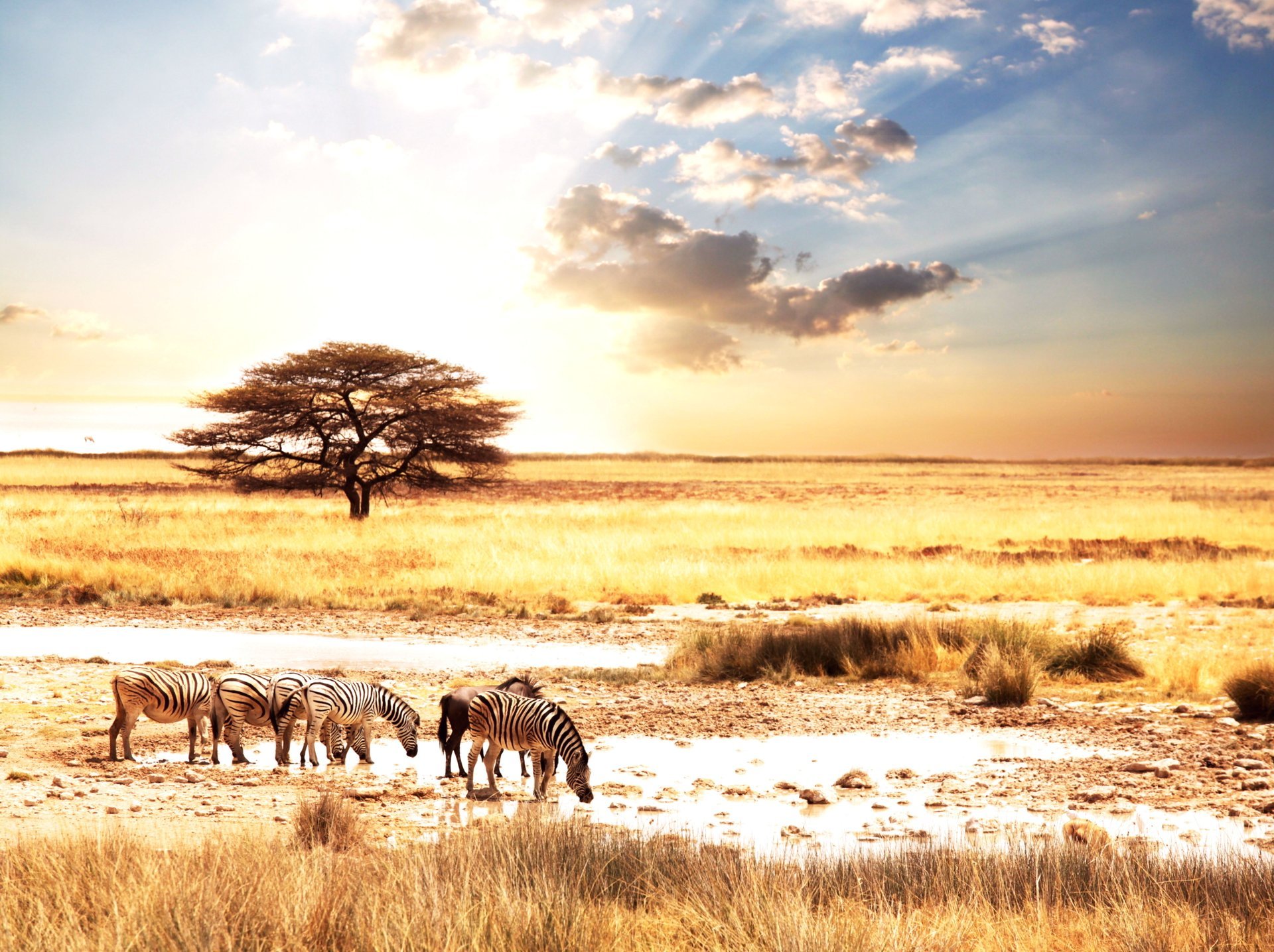 afrique animale afrique animaux zèbres savane paysage soleil