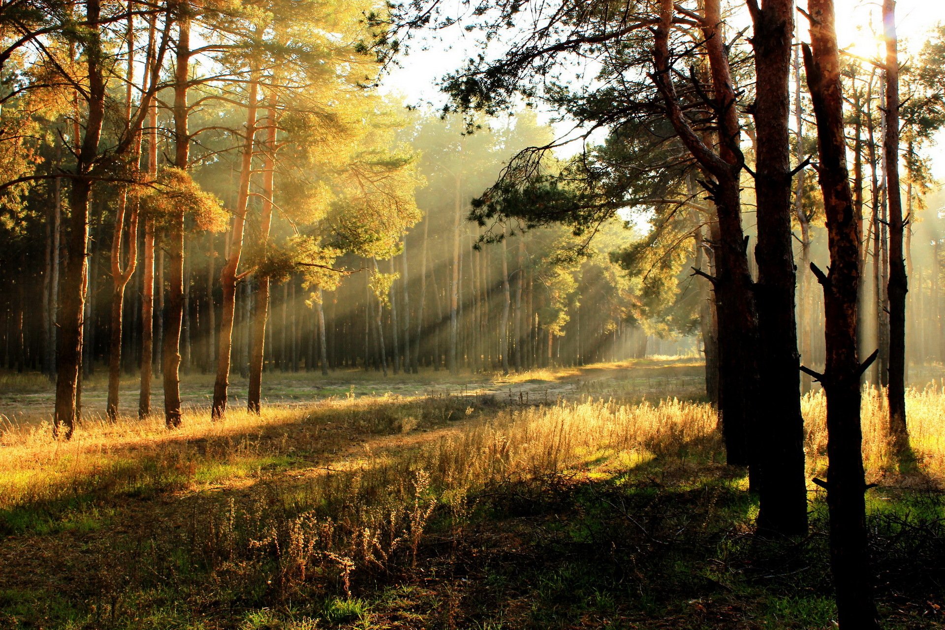 morning forest light nature