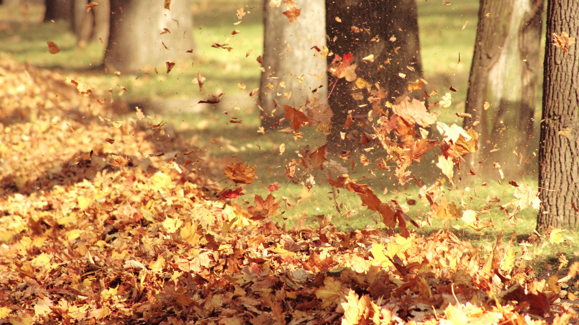 leaves flight leaves tree autumn