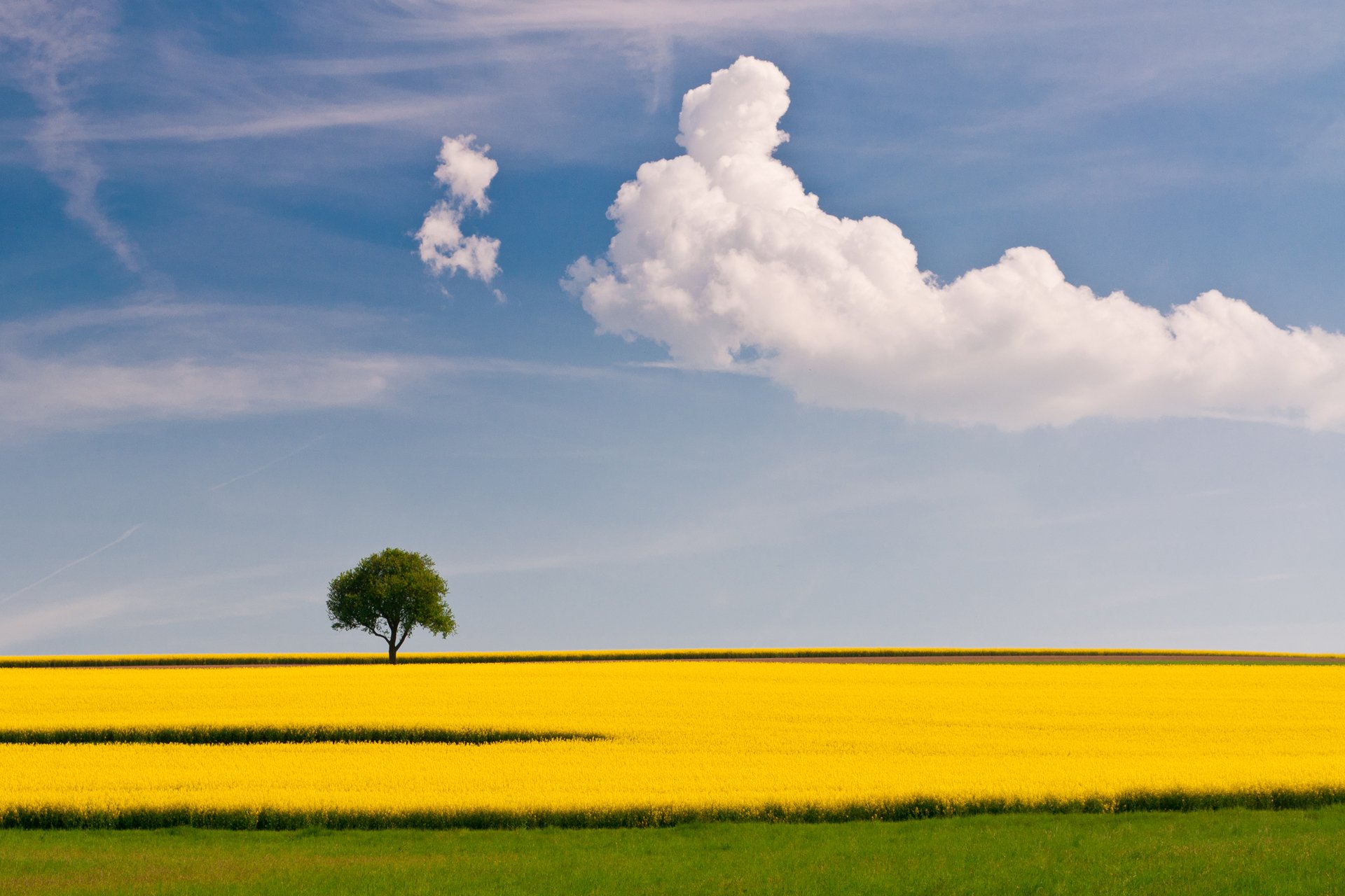 campo colza verano árbol cielo nubes