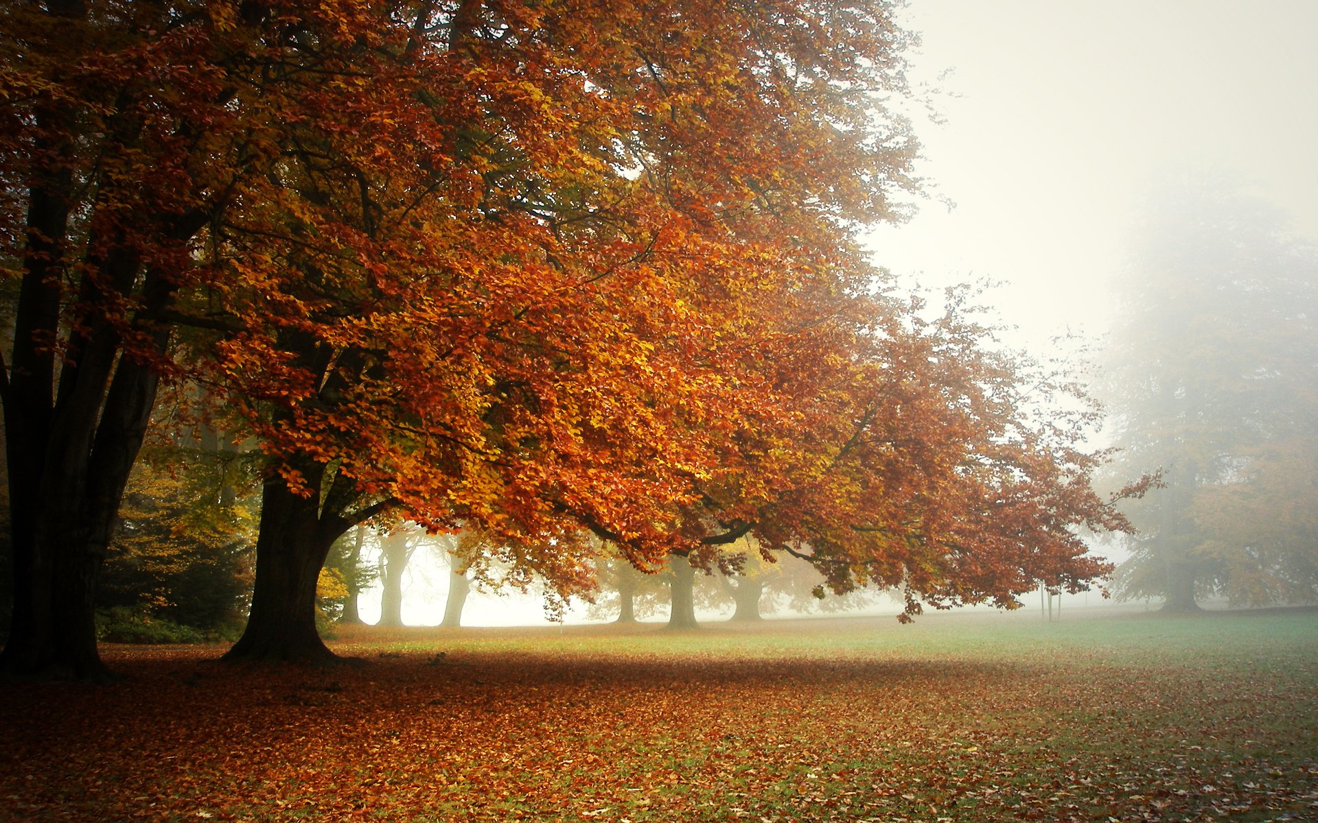 park herbst blattteppich nebel morgen baumkronen