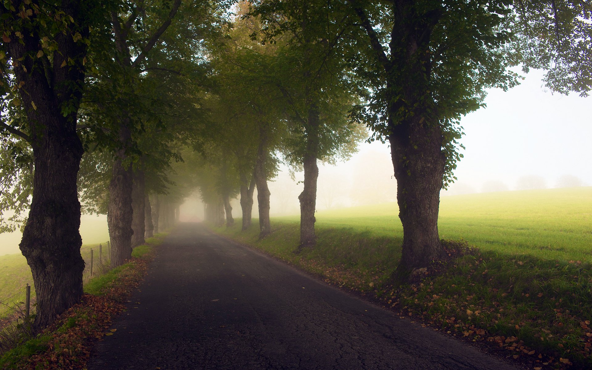 alberi vento strada asfalto fogliame fine estate campi erba foglie cadute nebbia recinzione siepe recinzione percorso luce