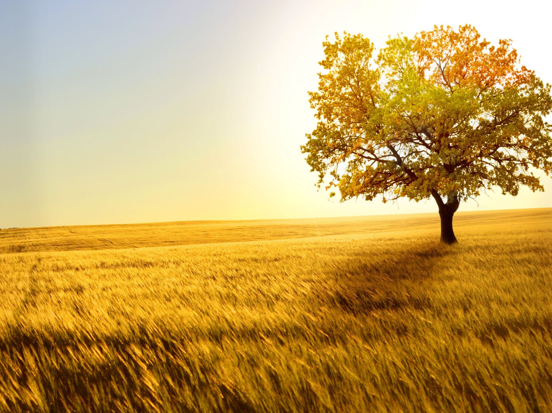 paisaje dorado campo dorado trigo viento espiguillas solitario árbol horizonte espacio