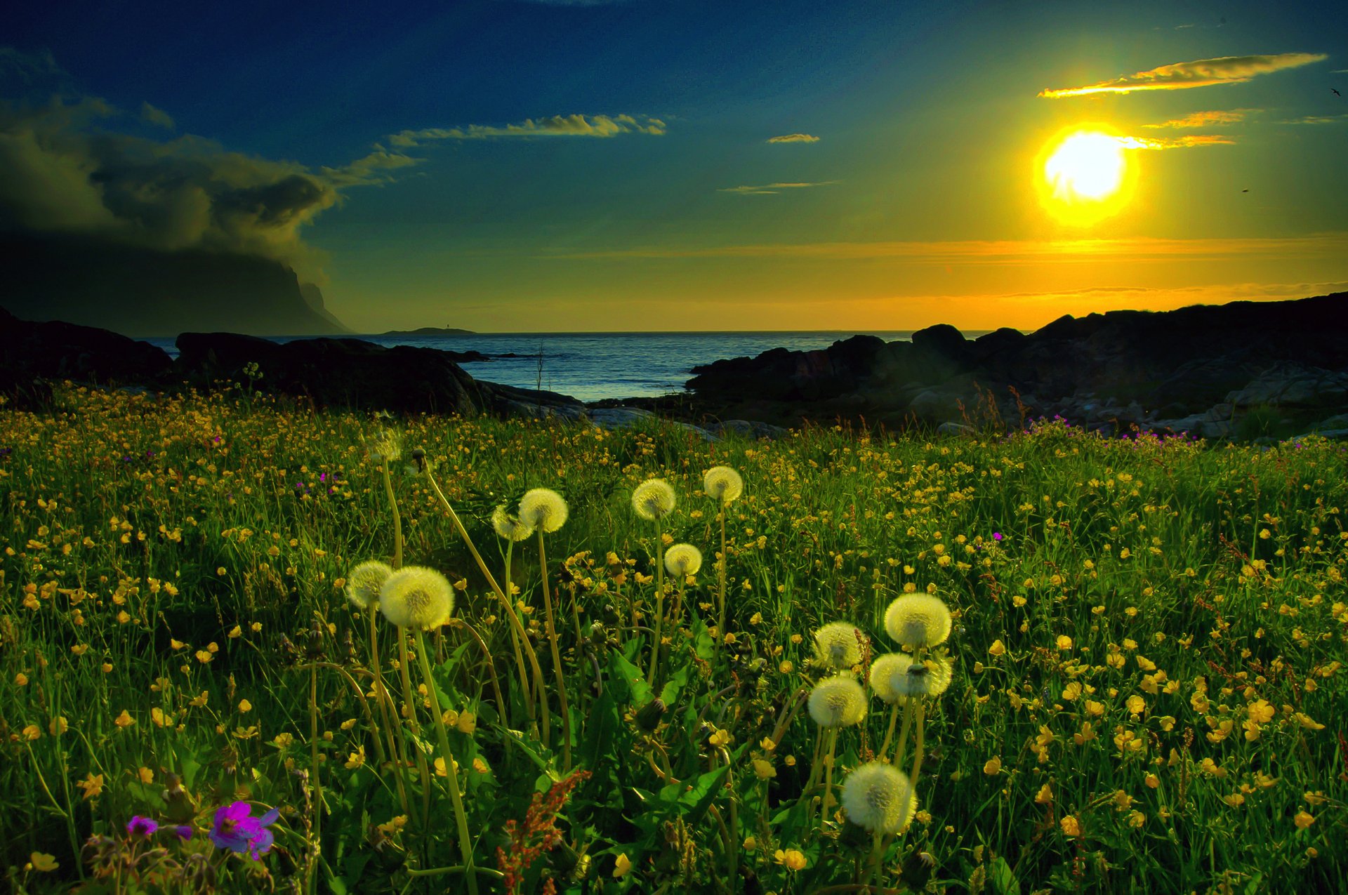 nature sunset field dandelions lake