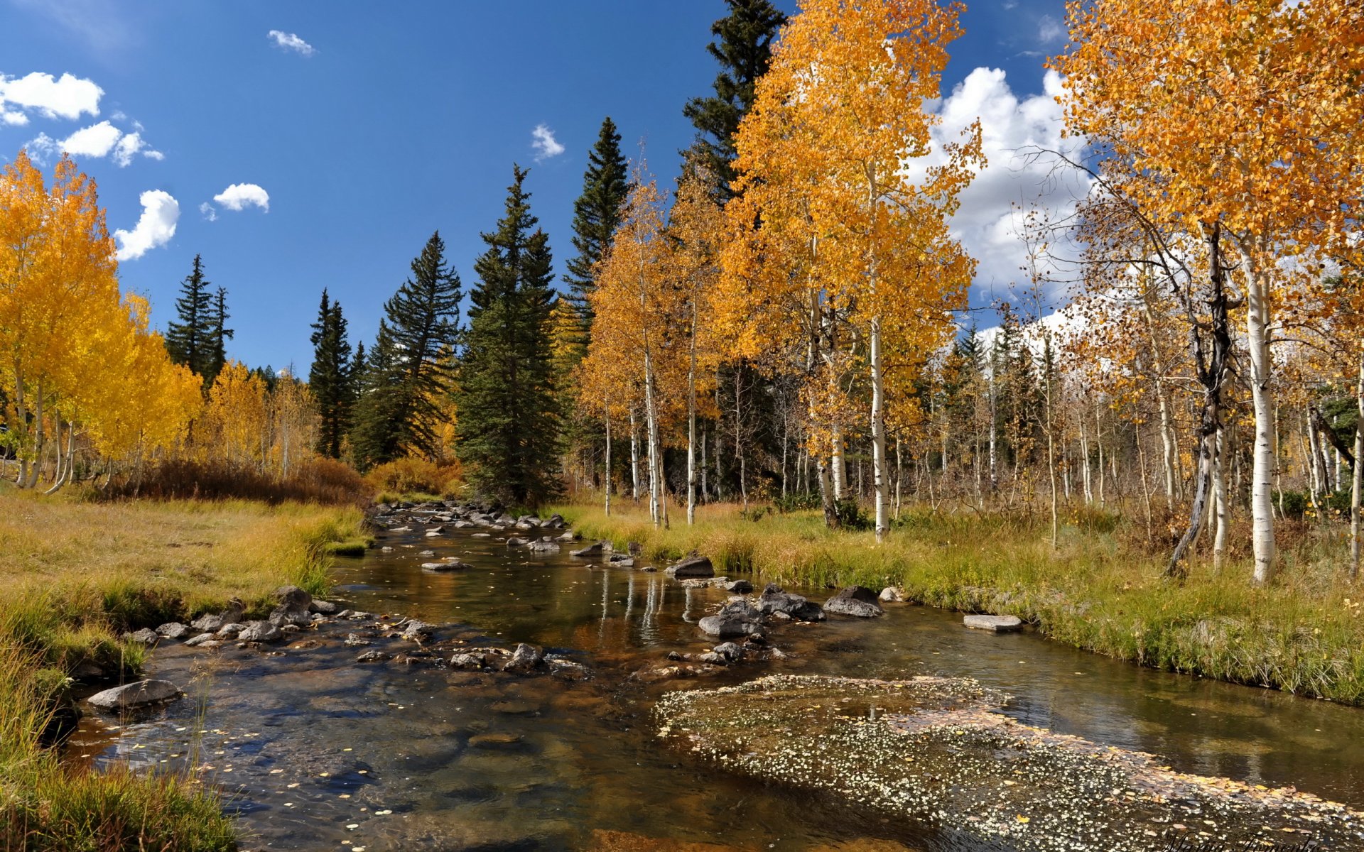 autumn river tree landscape