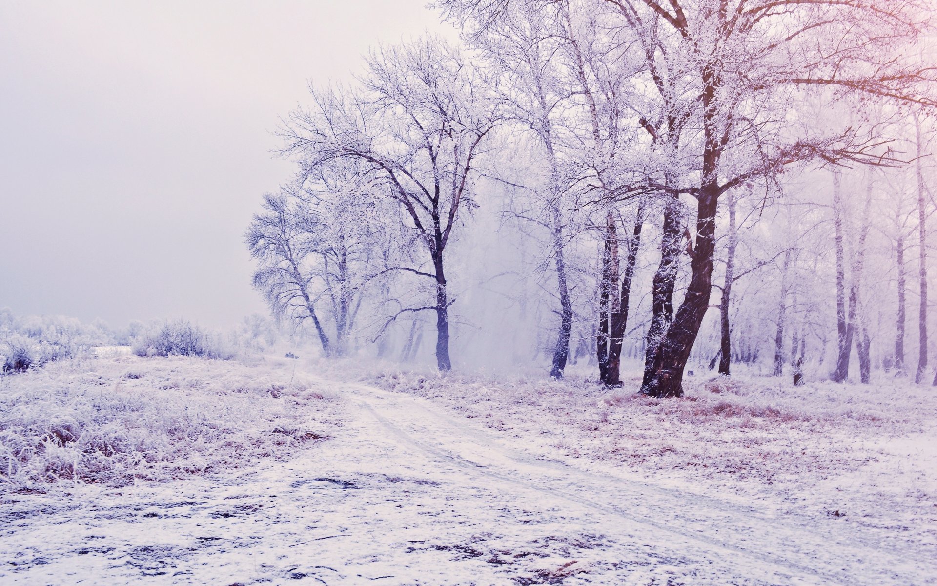 inverno alberi neve