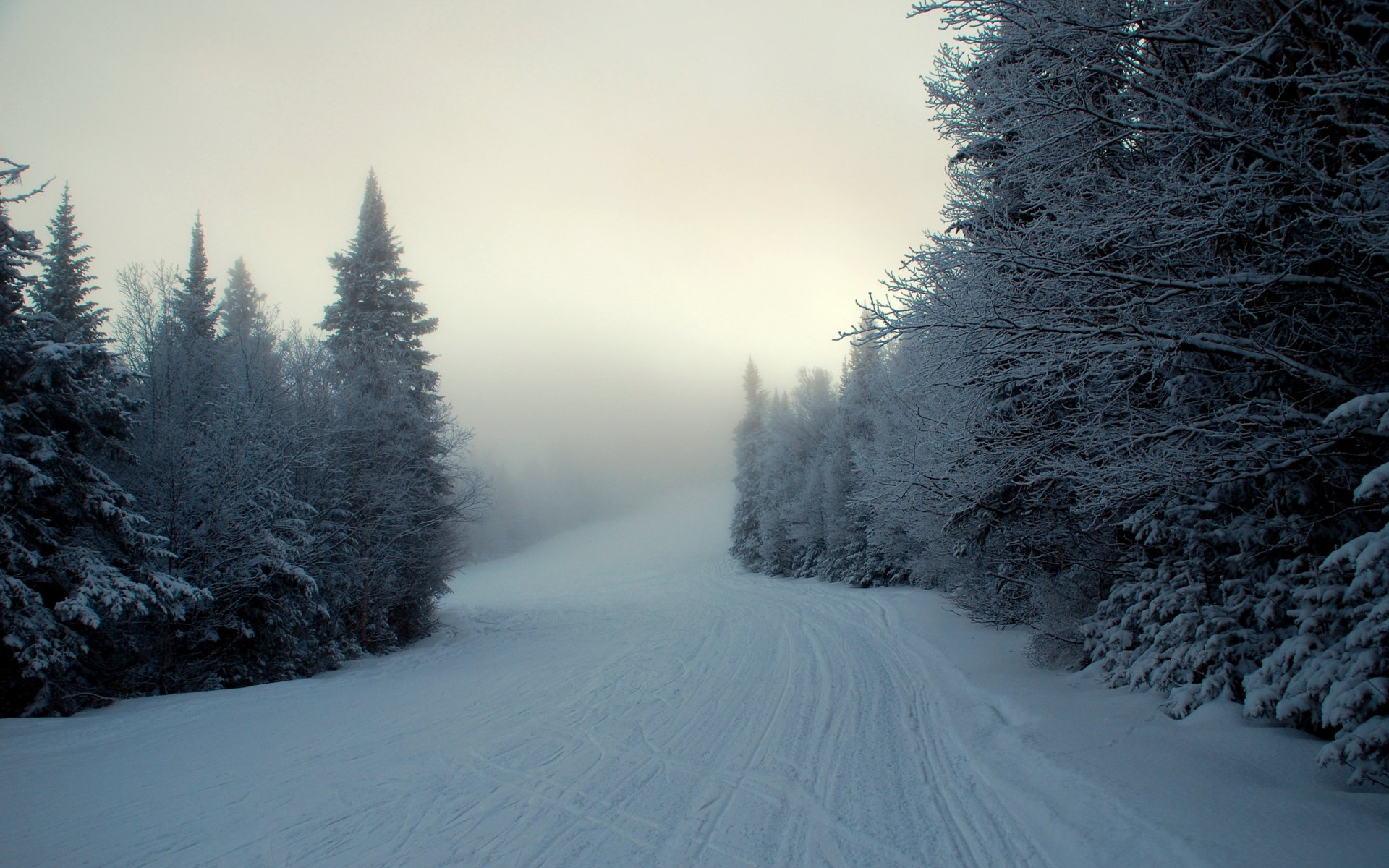 winter snow fog spruce