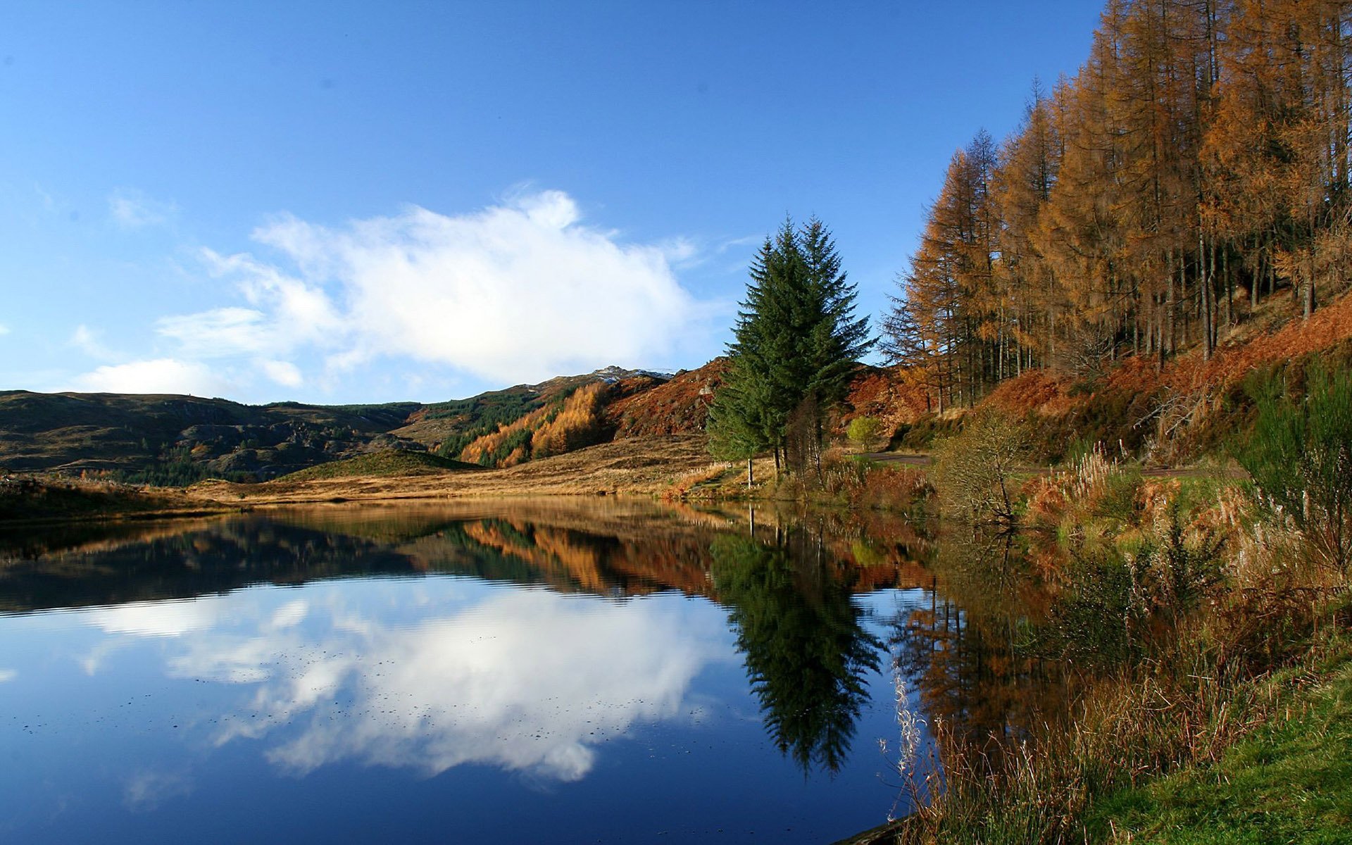 fiume erba alberi