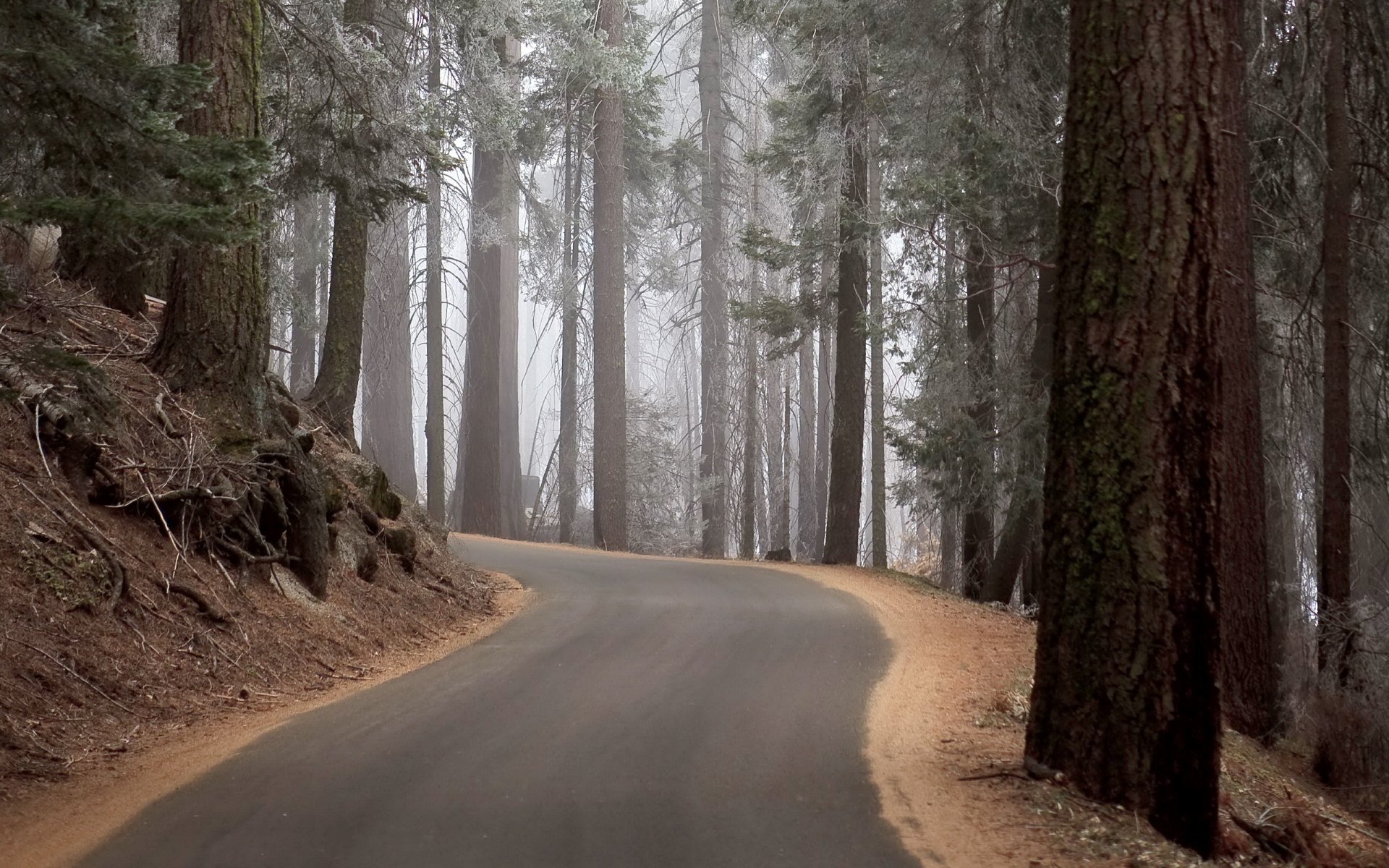 forest road nature