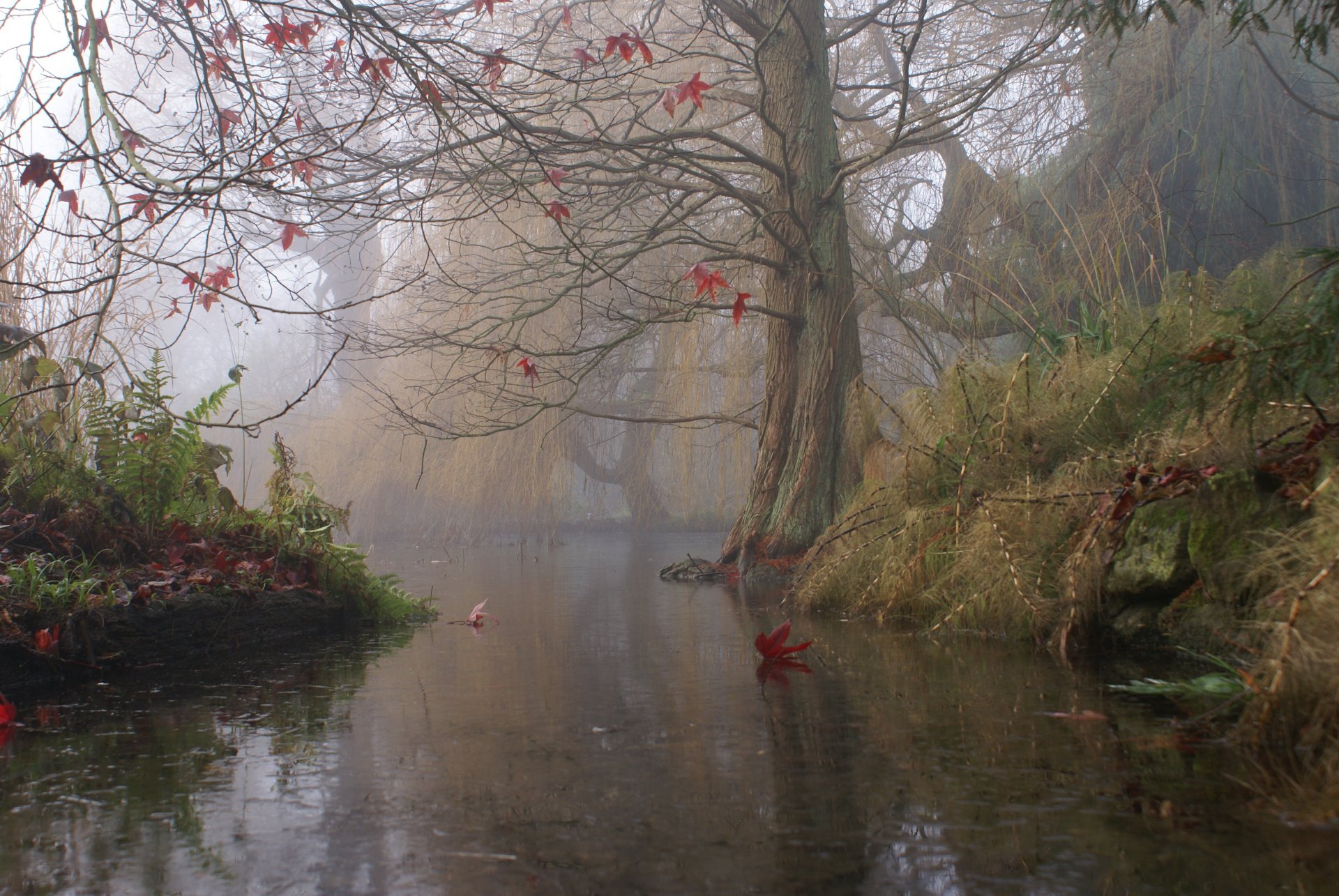 england tree autumn river fog