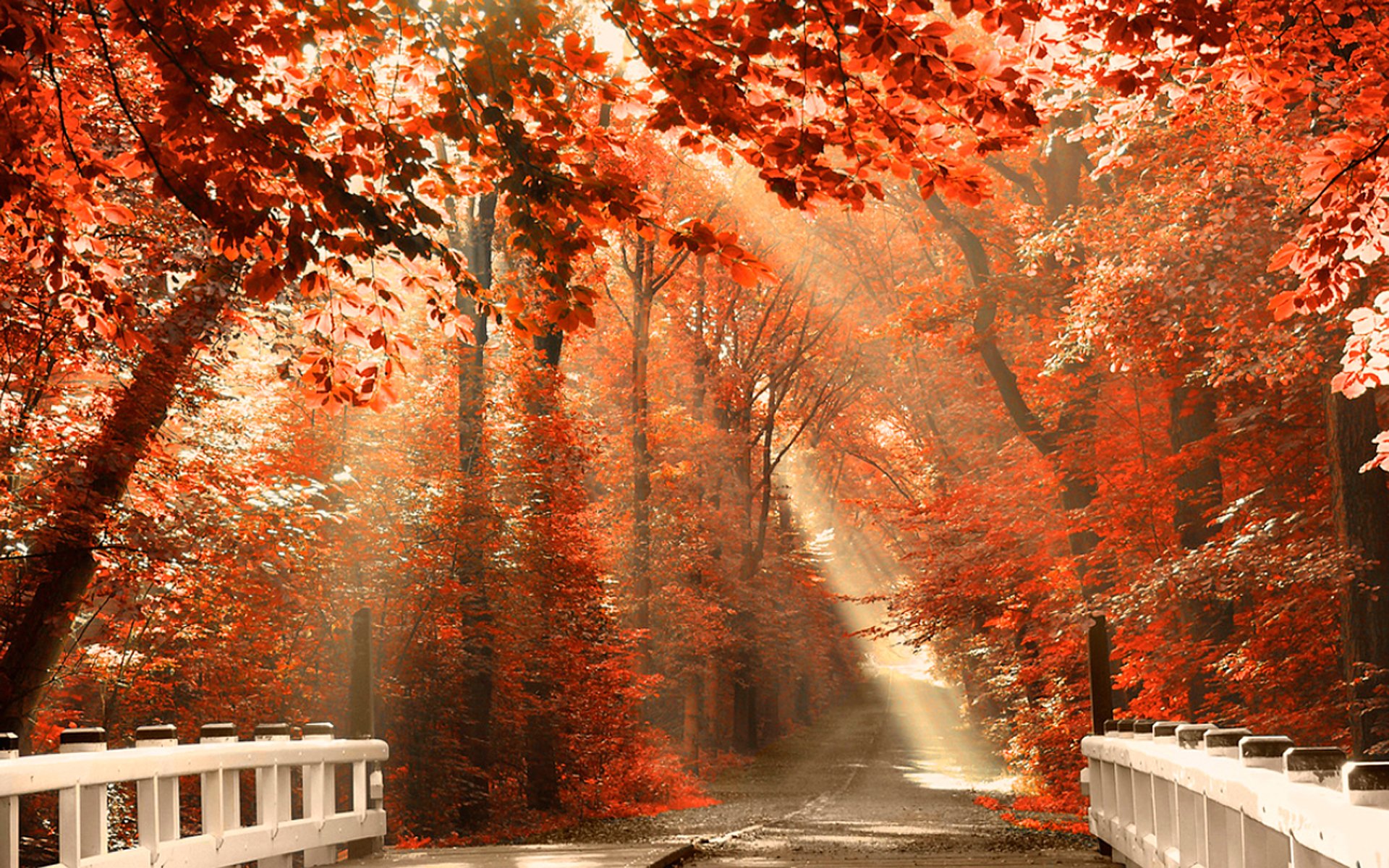 wald natur licht strahlen straße nebel herbst blätter laub orange ton farbe bäume zweige brücke brücke geländer zaun zaun