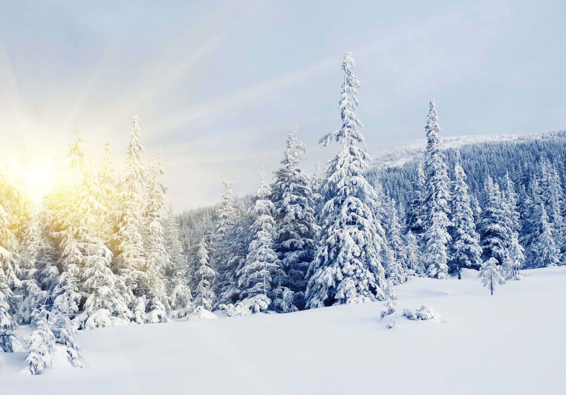 winter snow fir trees fir trees pines north sun winter