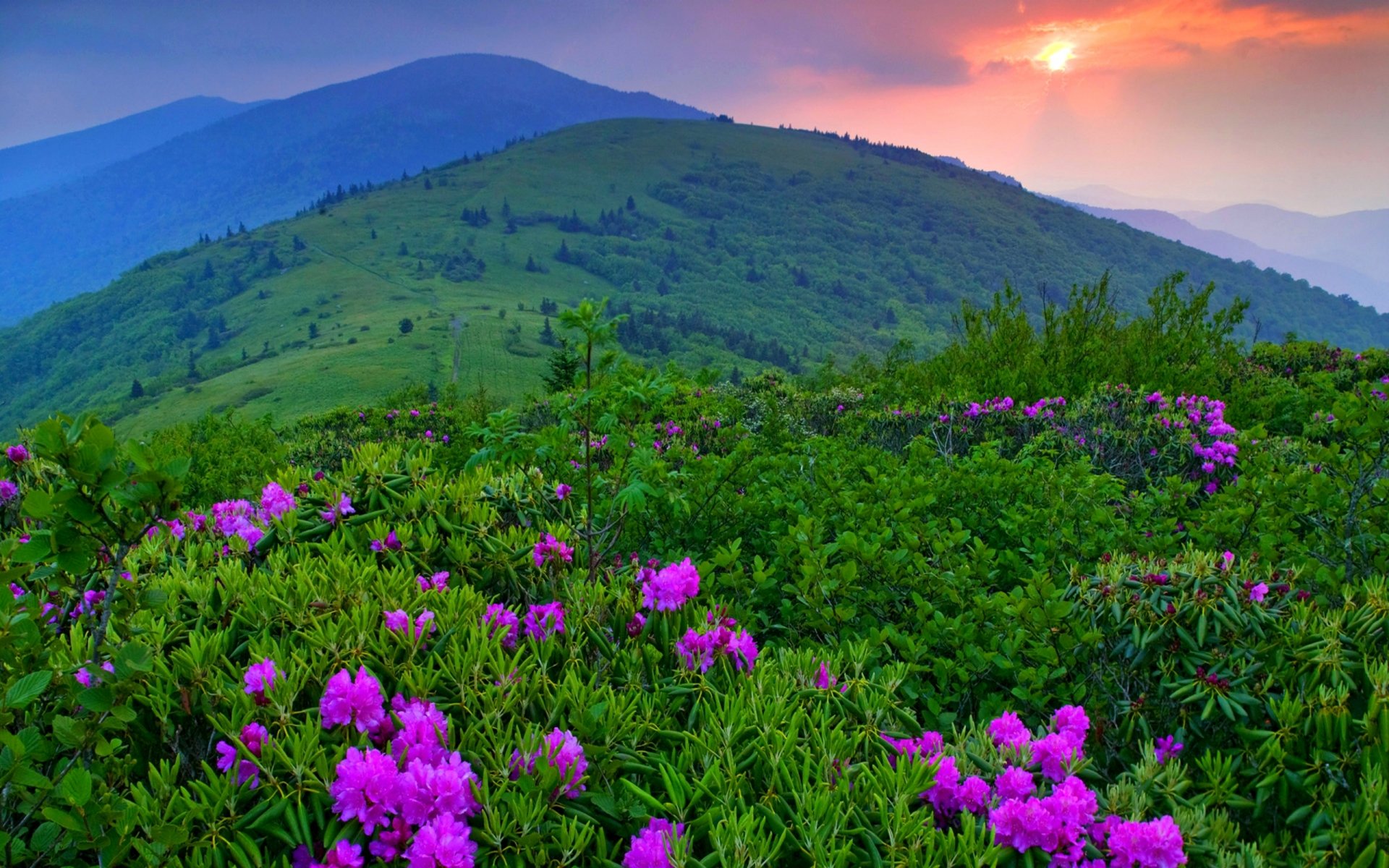 himmel wolken sonnenuntergang natur landschaft berge blumen gras bäume