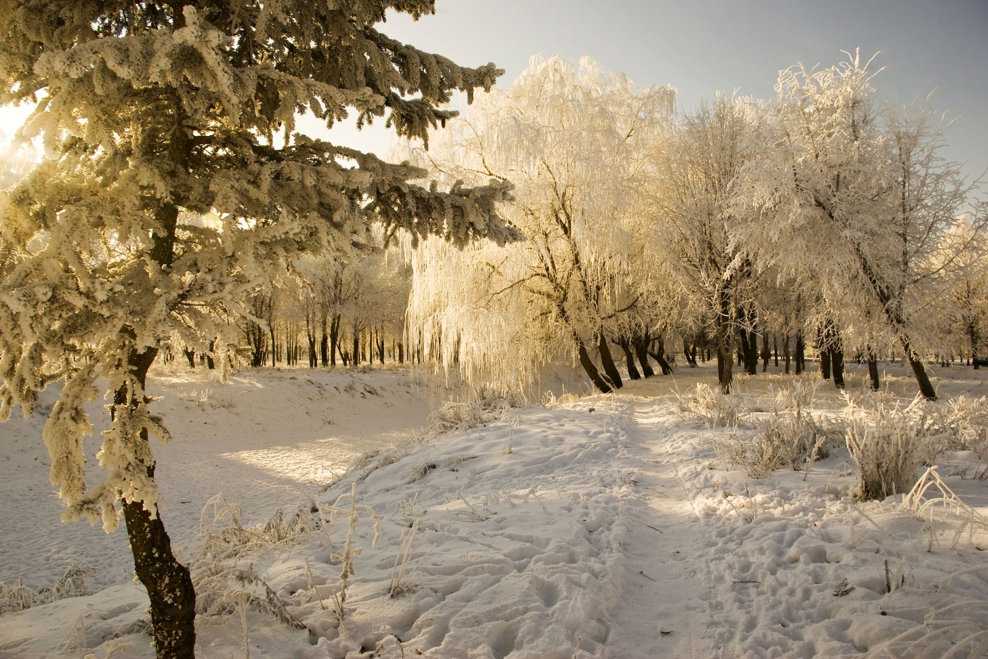 invierno escarcha nieve sol invierno derivas árboles escarcha frío paisaje camino