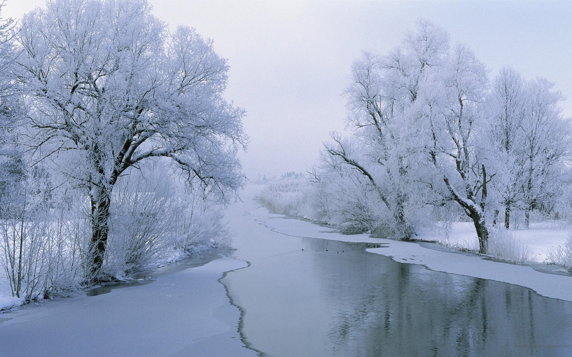 nature river winter snow birds frost