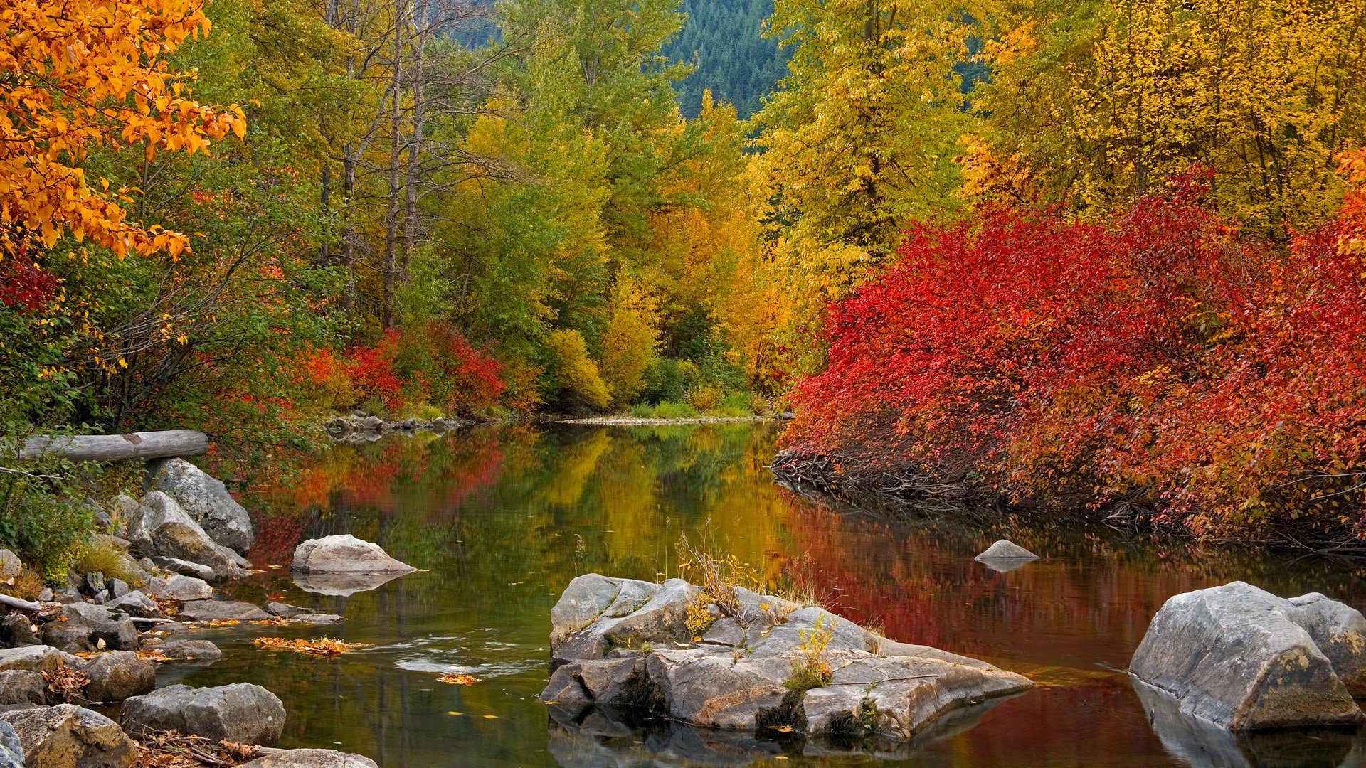 herbst fluss wald bäume steine