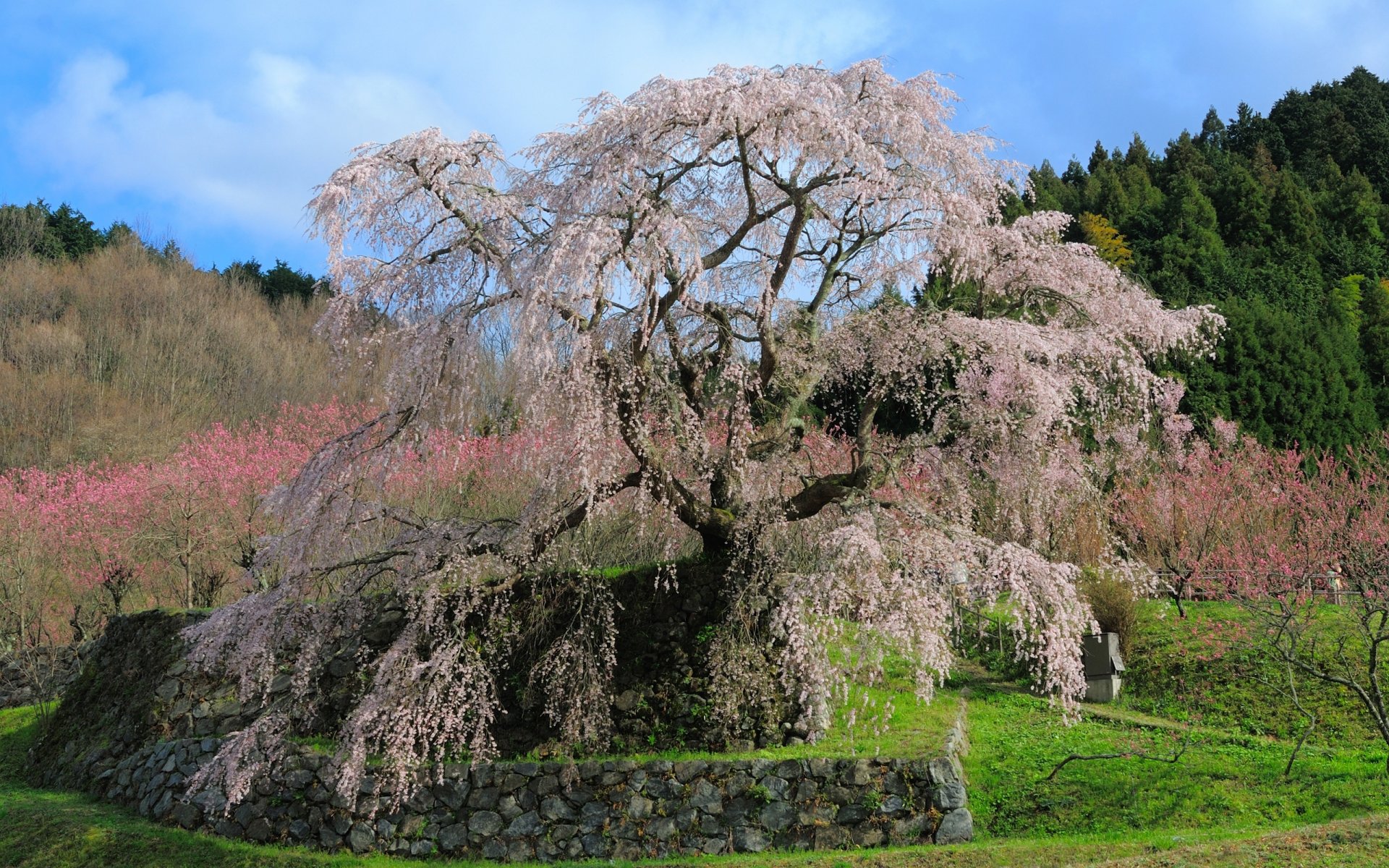 japonia matabee sakura wiśnie kwitnąca sakura wiosna różowe płatki ścieżka kamienie drzewa zieleń trawa kwiaty piękno delikatność krajobraz