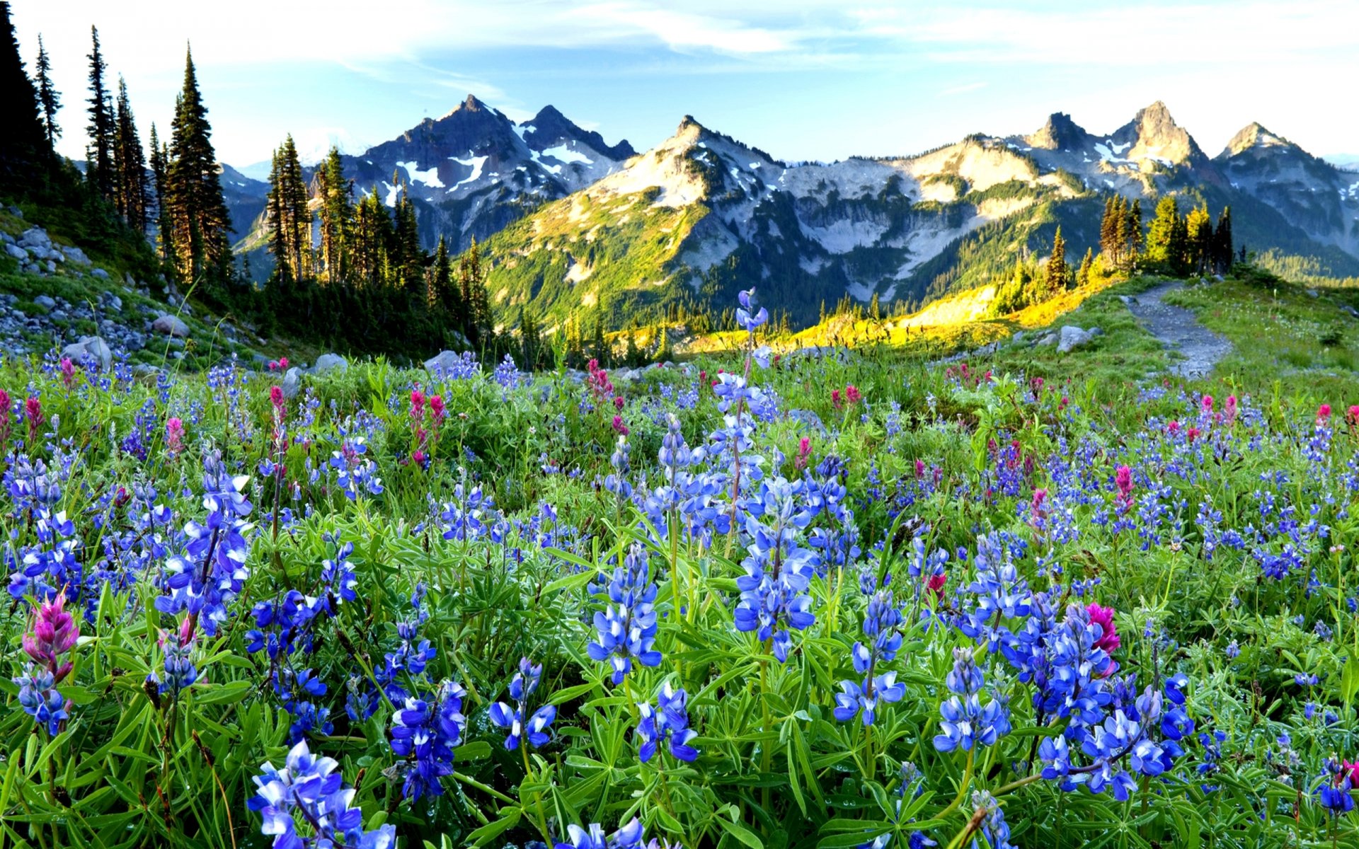 montagne natura paesaggio fiori erba alberi primavera cielo