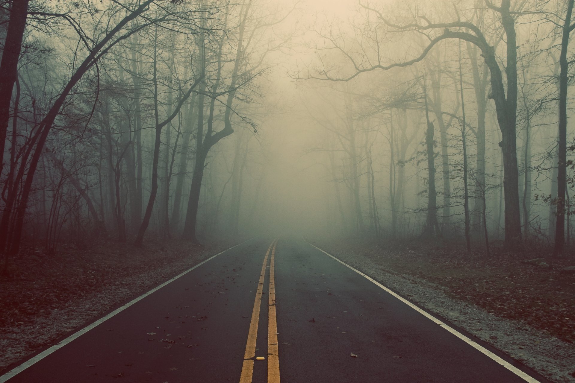 strada autostrada alberi foresta nebbia