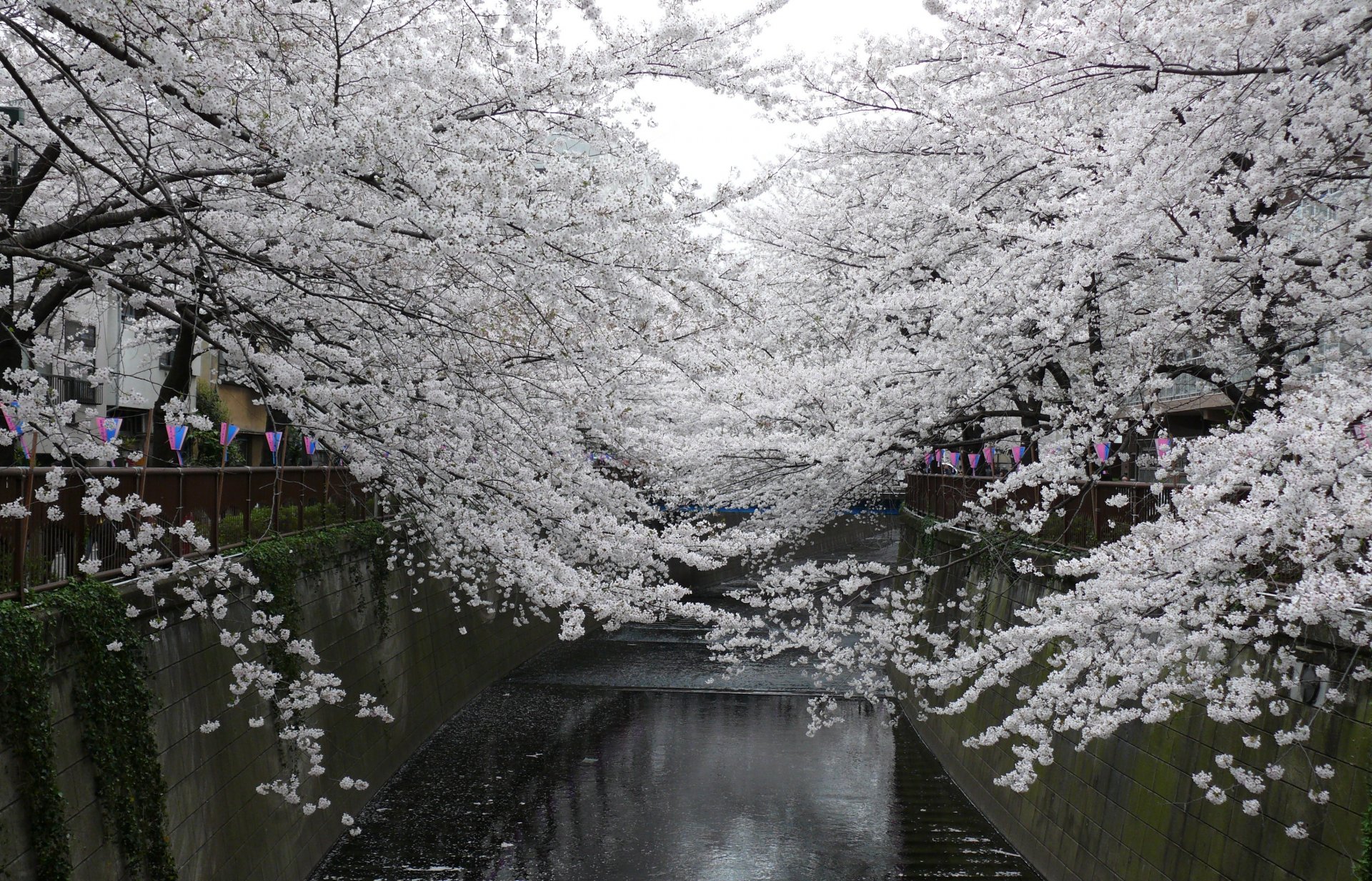 japón parque sakura flor de cerezo primavera flores blanco flor de cerezo cereza ramas pétalos blancos primavera belleza ternura paisaje canal agua vacaciones