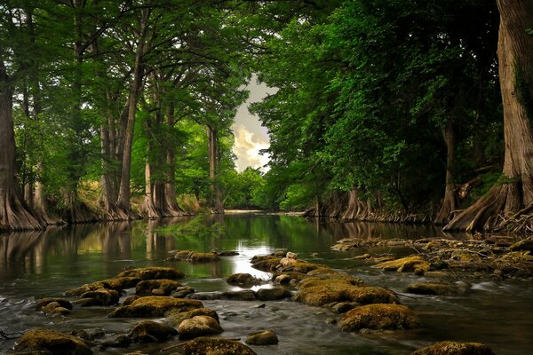 Bosque en el agua. Piedras de río y musgo