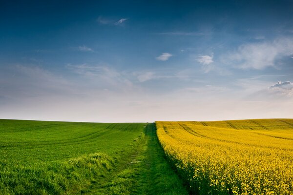 Gelb-grünes Feld unter blauem Himmel