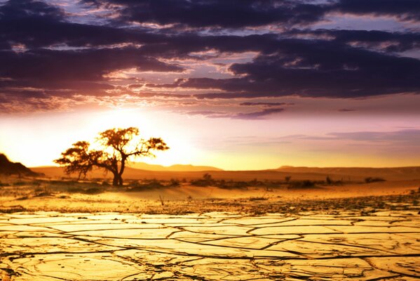 Sabana africana sensual al amanecer