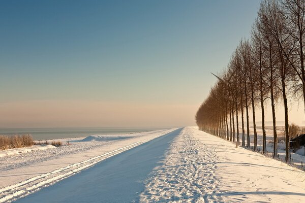 A snowy field and trees on the edge