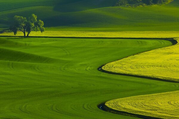 Prairies verdoyantes et arbre solitaire