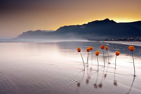 Red poppies turn scarlet from the water