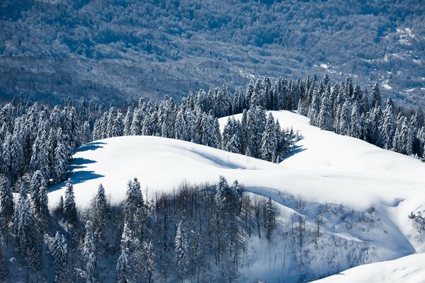 Snowy glade with Christmas trees in the mountains