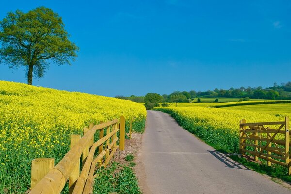 Summer clear sky flowers field road