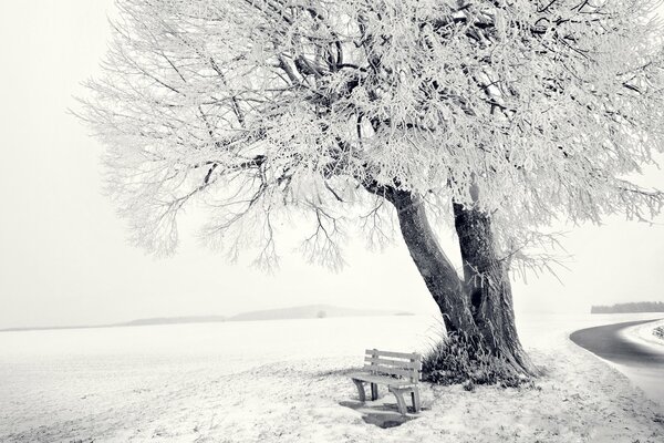 Beautiful winter view. tree and bench