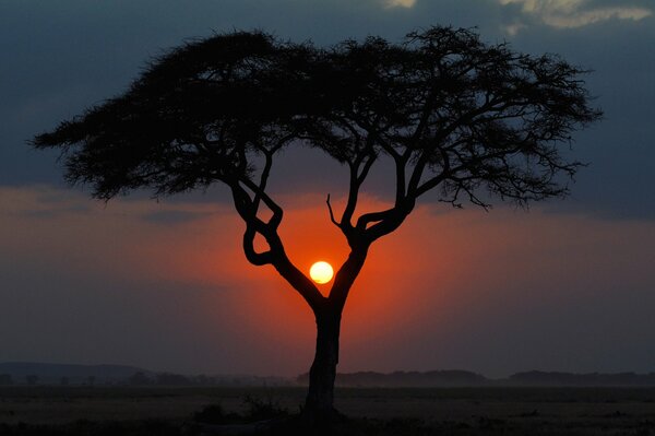 Sunset in the savanna lonely tree