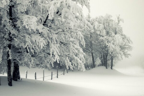 Arbres enneigés et congères blanches