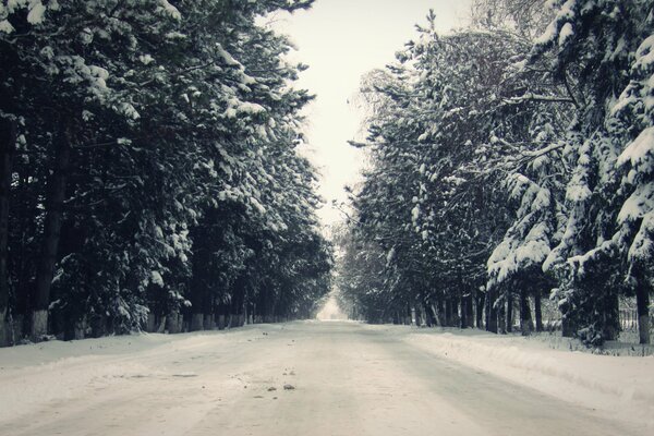 Winter road with Christmas trees around