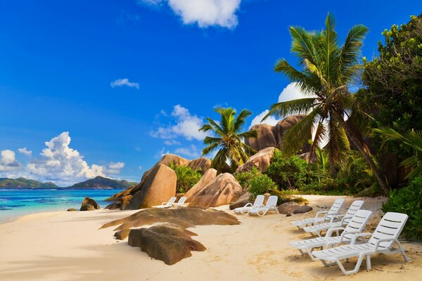 Plage de sable parmi les palmiers