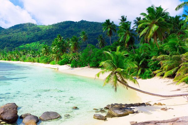 Tropical beach with snow-white sand