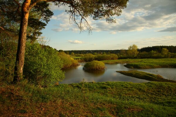 Pine tree on the bank of a forest river