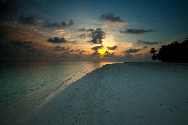 The coast of the evening beach with palm trees