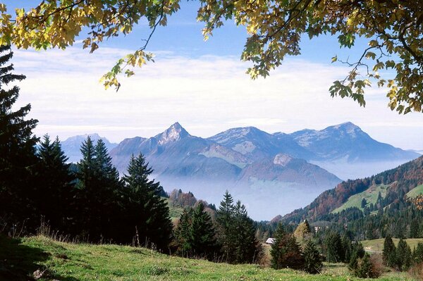 Radura in una foresta verde situata sullo sfondo di alte montagne