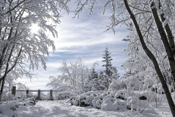 Arbres enneigés, givre, comme dans un conte de fées