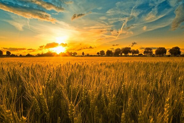 Dans les épis de seigle, je trouverai des éclats de soleil