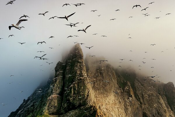 Vögel, die in der Nähe von Felsen fliegen