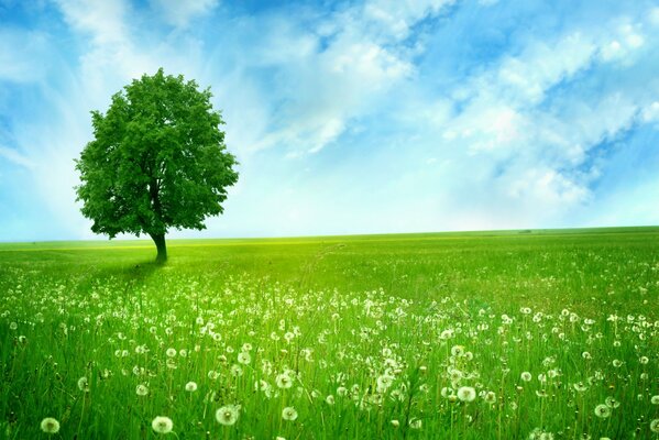 Un árbol verde solitario en un campo de dientes de León. Cielo azul. Vasto espacio