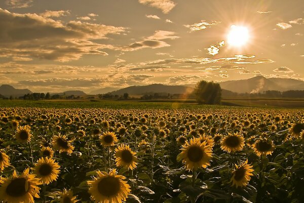 Sonnenblumen auf dem Feld in der Sommerhitze