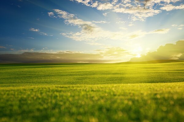 Green landscape in the rays of the sun