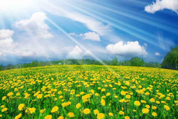 La luz y el cielo en la pradera con dientes de León